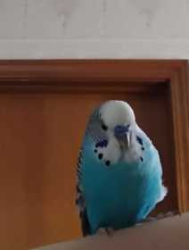 Lost Budgerigar