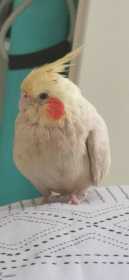 Lost Cockatiel