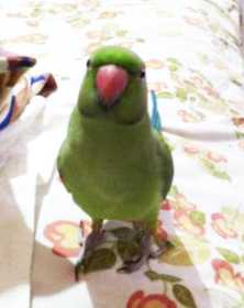 Lost Indian Ringneck Parakeet