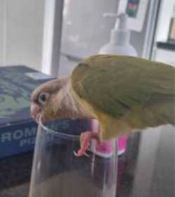 Lost Conure