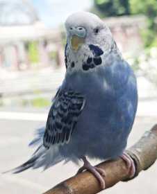 Lost Budgerigar