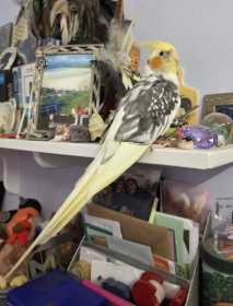 Lost Cockatiel
