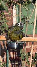 Lost Pionus