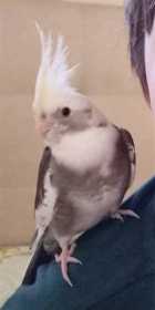 Lost Cockatiel