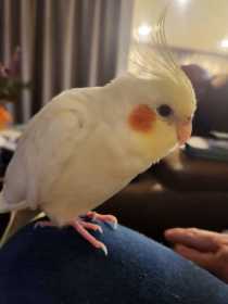 Lost Cockatiel