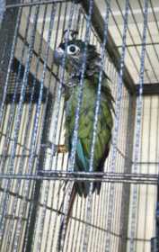 Lost Conure