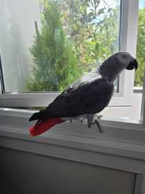 Lost African Grey