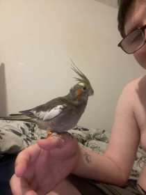 Lost Cockatiel