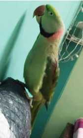 Lost Alexandrine