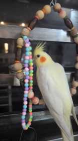 Lost Cockatiel