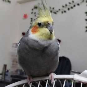 Lost Cockatiel