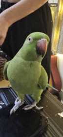 Lost Indian Ringneck Parakeet