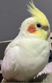 Lost Cockatiel
