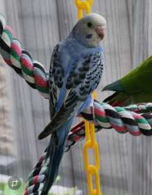 Lost Budgerigar