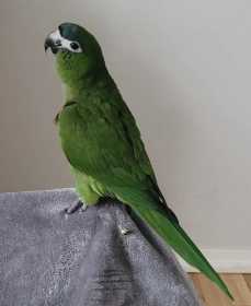 Lost Macaw