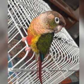 Lost Conure