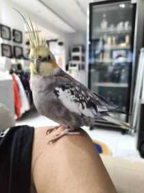 Lost Cockatiel