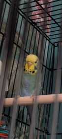 Lost Budgerigar