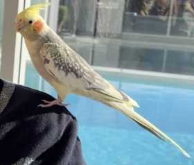 Lost Cockatiel