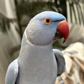 Lost Indian Ringneck Parakeet