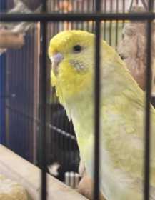 Lost Budgerigar