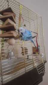 Lost Budgerigar