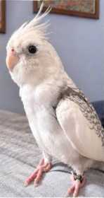 Lost Cockatiel