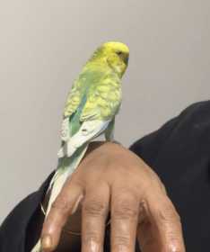 Lost Budgerigar