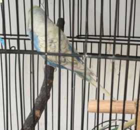 Lost Budgerigar