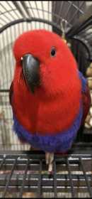 Lost Eclectus
