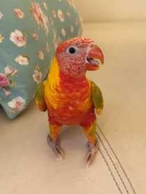 Lost Lory / Lorikeet