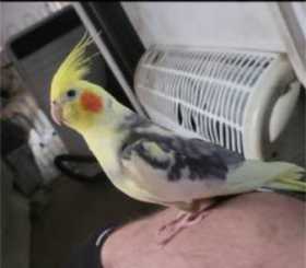 Lost Cockatiel