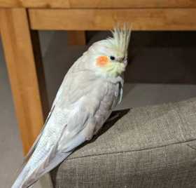 Lost Cockatiel
