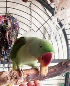 Lost Alexandrine