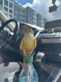 Lost Conure