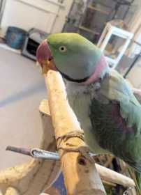 Lost Alexandrine