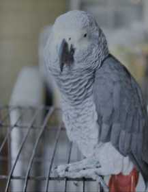 Lost African Grey