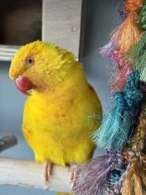 Lost Lory / Lorikeet