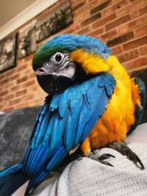 Lost Macaw