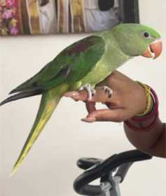 Lost Alexandrine