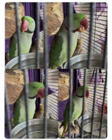 Lost Alexandrine