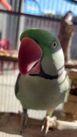 Lost Alexandrine
