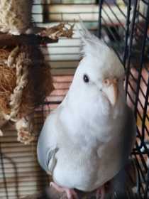 Lost Cockatiel