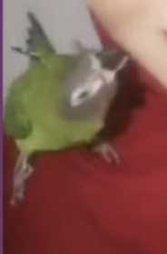 Lost Conure