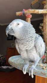 Lost African Grey