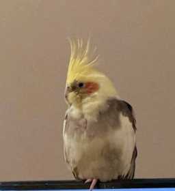 Lost Cockatiel