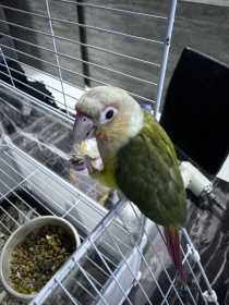 Lost Conure