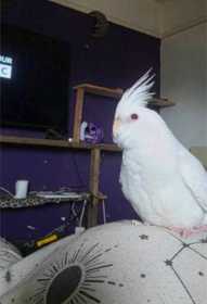 Lost Cockatiel