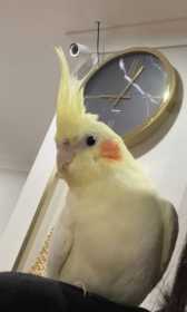 Lost Cockatiel