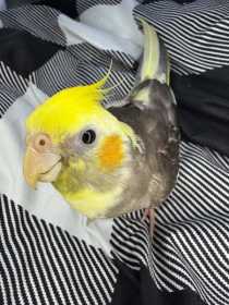 Lost Cockatiel